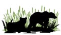 Bear male and female. Wild animals. Silhouette figures. Glade in swamp. Grass and reeds. Isolated on white background