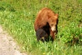 Bear mom and cub Royalty Free Stock Photo