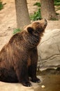 Bear mom watching her sons Royalty Free Stock Photo