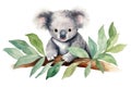 Bear nature tree cute koala eucalyptus animal mammal australia grey wildlife Royalty Free Stock Photo