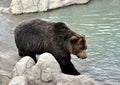 Bear near the lake Royalty Free Stock Photo