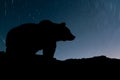 Bear and night sky with star Royalty Free Stock Photo