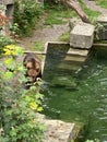 Bear in a old park