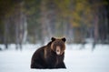 Bear with open mouth sits in the snow. Brown bear in winter forest.