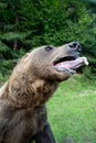 Bear opened its mouth, and warn the person about the attack Royalty Free Stock Photo