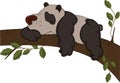 The bear a panda. Cartoon