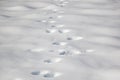 Bear paw imprints on fresh snow surface