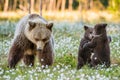 She-bear and playfull bear cubs. Bear Cubs stands on its hind legs.