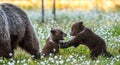 She-bear and playfull bear cubs.