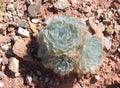 Bear Poppy (Arctomecon californica) growing in desert soil near Lake Mead, Nevada. Royalty Free Stock Photo