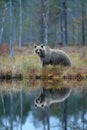 Medveď s odrazom vo vode. Veľký hnedý medveď kráčajúci okolo jazera so zrkadlovým obrazom. Nebezpečné zviera v lese. Divoká scéna