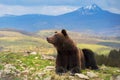 Bear rest on a rock, close up portrait Royalty Free Stock Photo