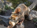 Bear resting on a log Royalty Free Stock Photo