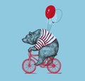 Bear Ride Bike Balloon Vector Grunge Print. Hipster Mascot Cute Wild Grizzly in Striped Vest on Bycicle Isolated
