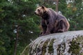 Bear on a rock Royalty Free Stock Photo