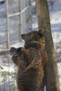 Bear rubbing back Royalty Free Stock Photo