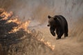 bear running along a firebreak created by firefighters Royalty Free Stock Photo