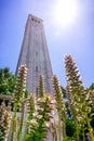 Bear`s Breech Acanthus mollis flowers blooming at the base of Sather tower the Campanile; bright sun and blue sky background; Royalty Free Stock Photo