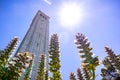 Bear`s Breech Acanthus mollis flowers blooming at the base of Sather tower the Campanile; bright sun and blue sky background; Royalty Free Stock Photo