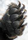 Bear`s front paw with long and sharp claws close-up