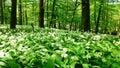 Bear`s garlic in a forrest in spring