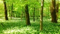 Bear`s garlic in a forrest in spring