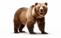 A Bear's Image on White Background -Generative Ai Royalty Free Stock Photo