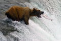 Bear Salmon Fishing in Katmai Royalty Free Stock Photo