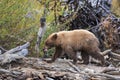 Bear with salmon in its mouth Royalty Free Stock Photo