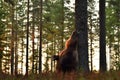 Bear scratching his back against a tree