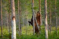 Bear scratching on tree trunk. Summer wildlife, brown bear. Dangerous animal in nature forest and meadow habitat. Wildlife scene