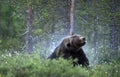 Bear shakes off. Adult Male of Brown bear in the forest. Scientific name: Ursus arctos.