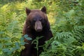 Bear sitting among ferns in forest