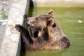 Bear sitting in green water Royalty Free Stock Photo