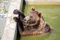 Bear sitting in green water Royalty Free Stock Photo