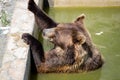 Bear sitting in green water Royalty Free Stock Photo