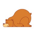 Bear sleep isolated. Wild beast sleep. Vector illustration