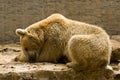 Bear sleeping Royalty Free Stock Photo