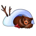 The bear is sleeping in a snow den isolated on white background. Vector cartoon close-up illustration. Royalty Free Stock Photo