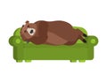 Bear sleeps on couch. Grizzly asleep on bed. Wild beast dormant. Royalty Free Stock Photo