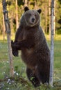 The She-bear standing on his hind legs.