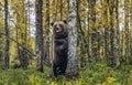 A bear stands by a tree on its hind legs