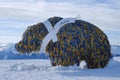 Bear statue covered with ribbons at the photo point on Weisshorn peak, in Winter. This is an attraction of Arosa Bear Sanctuary.