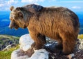 Bear on stone of rock in wildness Royalty Free Stock Photo