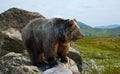 Bear on stone in wildness Royalty Free Stock Photo