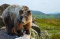 Bear on stone at wildness Royalty Free Stock Photo