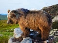 Bear on stone in wildness area Royalty Free Stock Photo