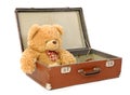 Bear in a suitcase