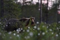 Bear at sunrise. Young brown bear at summe