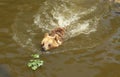 Bear swimming